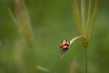 ladybird on a blade of grass