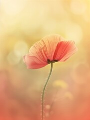 Trendy Gradient Poppy Design