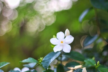 Jasminum sambac (Arabian jasmine or Sambac jasmine) is a species of jasmine native to tropical Asia, from the Indian subcontinent to Southeast Asia.