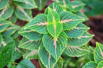 Green Coleus plant, Colea varieta, Exotic Greenery Tropical Coleus Foliage