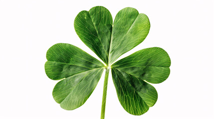 Clover isolated on white background