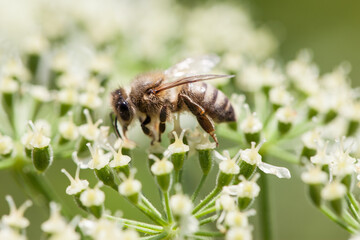 Close-up of a bee on a plant in spring
