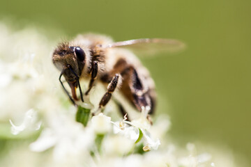 Close-up of a bee on a plant in spring