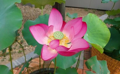 pink lotus flower in full bloom