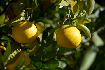 カワナツダイダイ　甘夏みかん