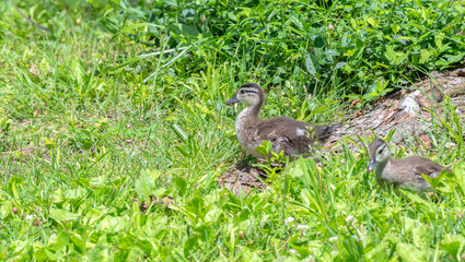 Baby wood ducks walking through grass in spring.