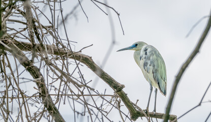 Closeup of a little blue heron in spring.