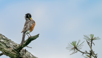 Closeup of an American robin preening as it perches on a broken tree branch.