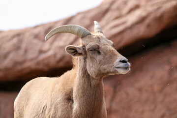 mountain goat on a rock