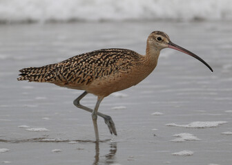 Long billed curlew
