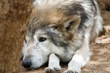 Grey Wolf Laying Down