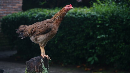 Brown hen standing on wood. Focus selected. Blurred background