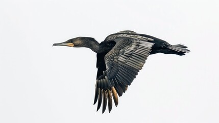 A solitary wild bird flying against a white backdrop