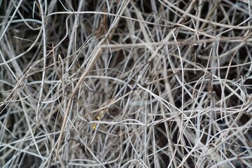 photo of grey dry kusthoy thin branches of a bush, suitable for background