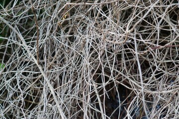 photo of grey dry kusthoy thin branches of a bush, suitable for background