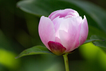 pink peony flower in the garden
