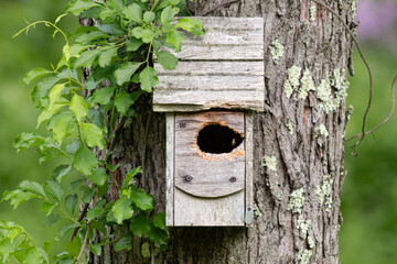 wooden bird house