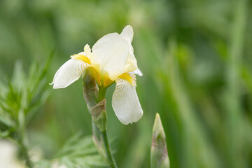 white flower