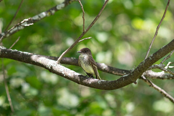 bird on a branch