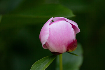pink peony flower