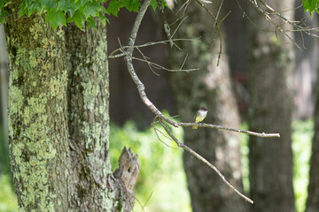 Bird in a branch
