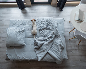 Top view of a Jack Russell Terrier dog lying in bed. 