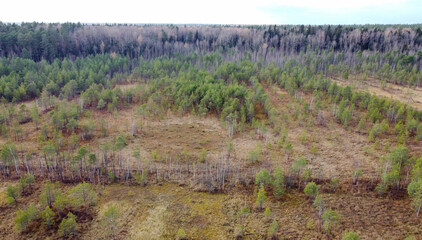Aerial landscape of green autumn forest and yellow grass flooded with sunlight, top view.