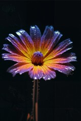 fluorescent  flower in bloom