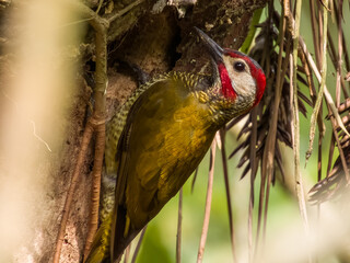Golden-olive Woodpecker - Colaptes rubiginosus in Costa Rica