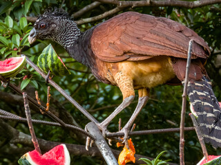 Great Curassow - Crax rubra in Costa Rica