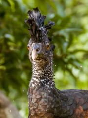 Great Curassow - Crax rubra in Costa Rica