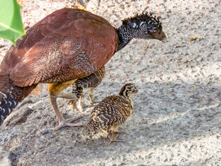 Great Curassow - Crax rubra in Costa Rica