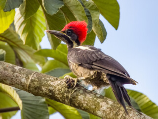 Lineated Woodpecker - Dryocopus lineatus in Costa Rica