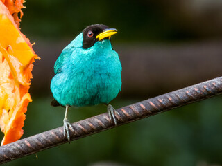 Green Honeycreeper in Costa Rica