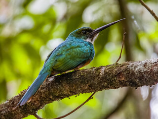 Rufous-tailed Jacamar - Galbula ruficauda in Costa Rica