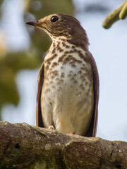 Swainson's Thrush - Catharus ustulatus in Costa Rica