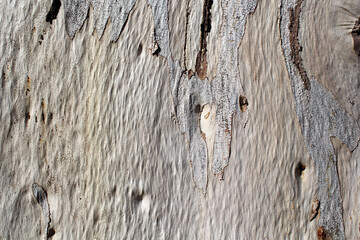 Tree bark close up textured abstract background