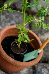 A cherry tomato seedling is planted in a pot for growing on the terrace