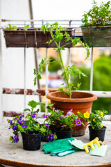 Potted Plants Arranged on Wooden Table