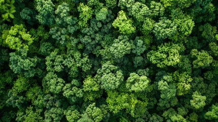 Naklejka premium Aerial top view of green trees in forest. Drone view of dense green tree captures CO2. Green tree nature background for carbon neutrality and net zero emissions concept. Sustainable green environment.