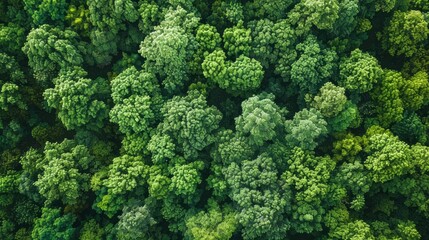 Naklejka premium Aerial top view of green trees in forest. Drone view of dense green tree captures CO2. Green tree nature background for carbon neutrality and net zero emissions concept. Sustainable green environment.