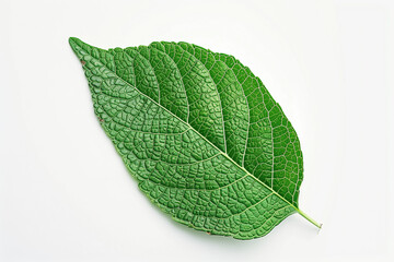 Obraz premium Green Leaf on White Background