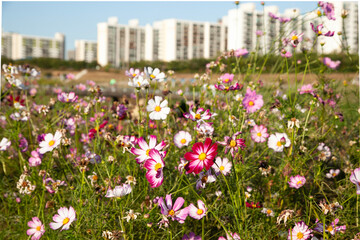 View of the cosmos flowers in the riverside