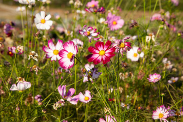 Obraz premium View of the cosmos flowers in the riverside