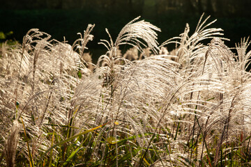 View of the reeds in the sunlight