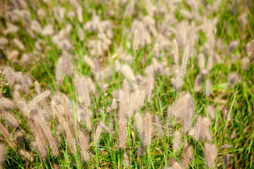 View of the foxtails in autumn