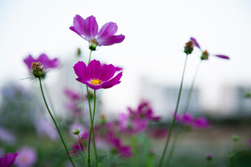 Fototapeta premium View of the cosmos flowers in the riverside