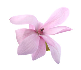 Beautiful pink magnolia flower isolated on white