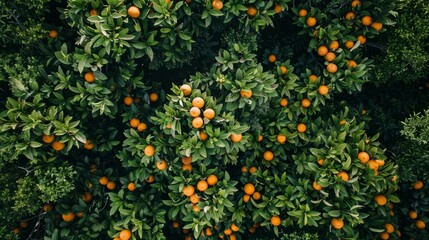 Fototapeta premium Aerial top view of orange trees in forest. Drone view of dense orange tree captures CO2. Orange tree nature background for carbon neutrality and net zero emissions concept. Sustainable green environme