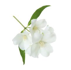 Obraz premium Branch of jasmine flowers and leaves isolated on white